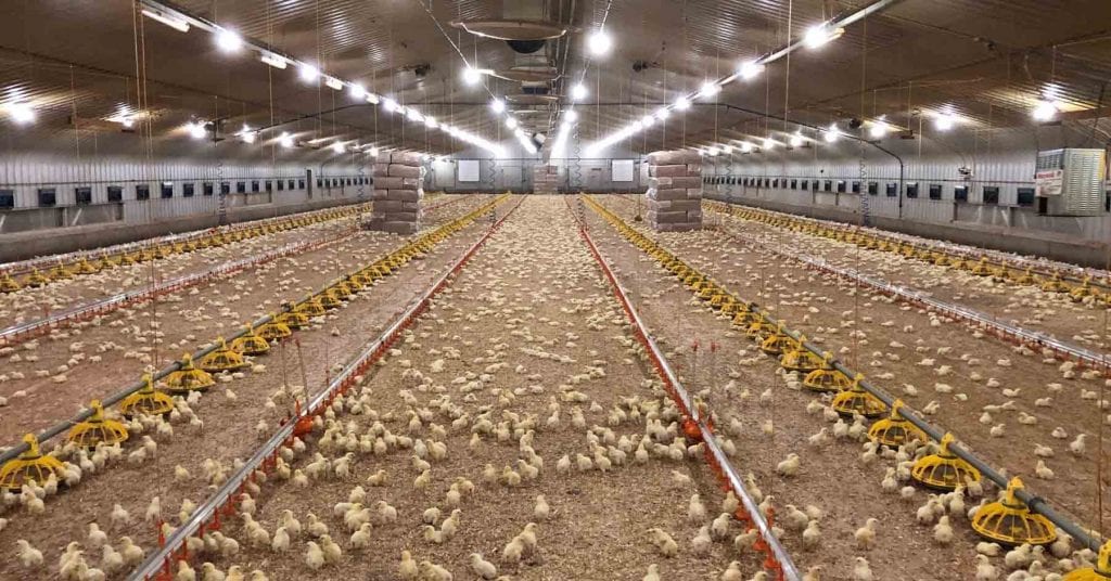 A poultry farm fitted with led lighting