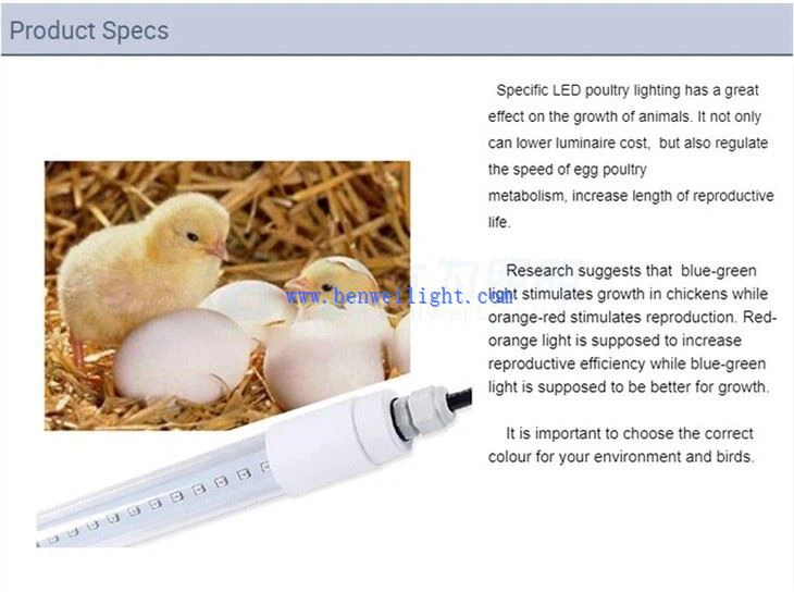 Tavuk Kulübesi Işıkları